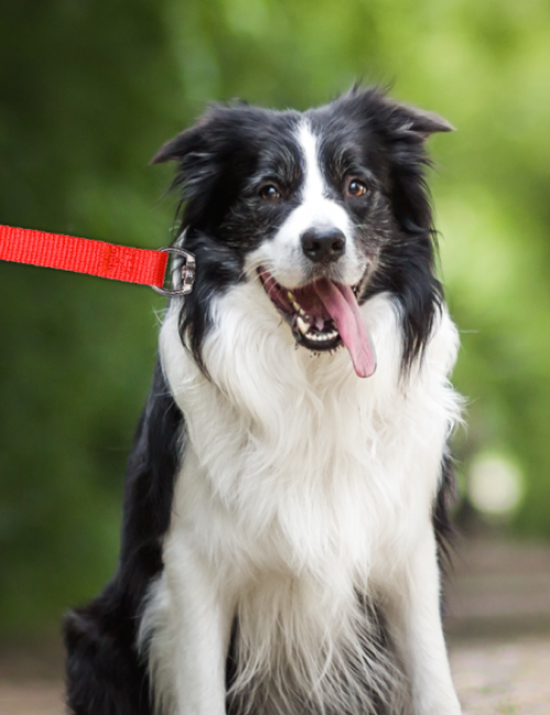 honden aan de leiband